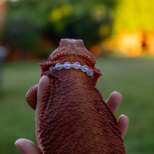 Bearded Dragon Companion Set: Mermaid