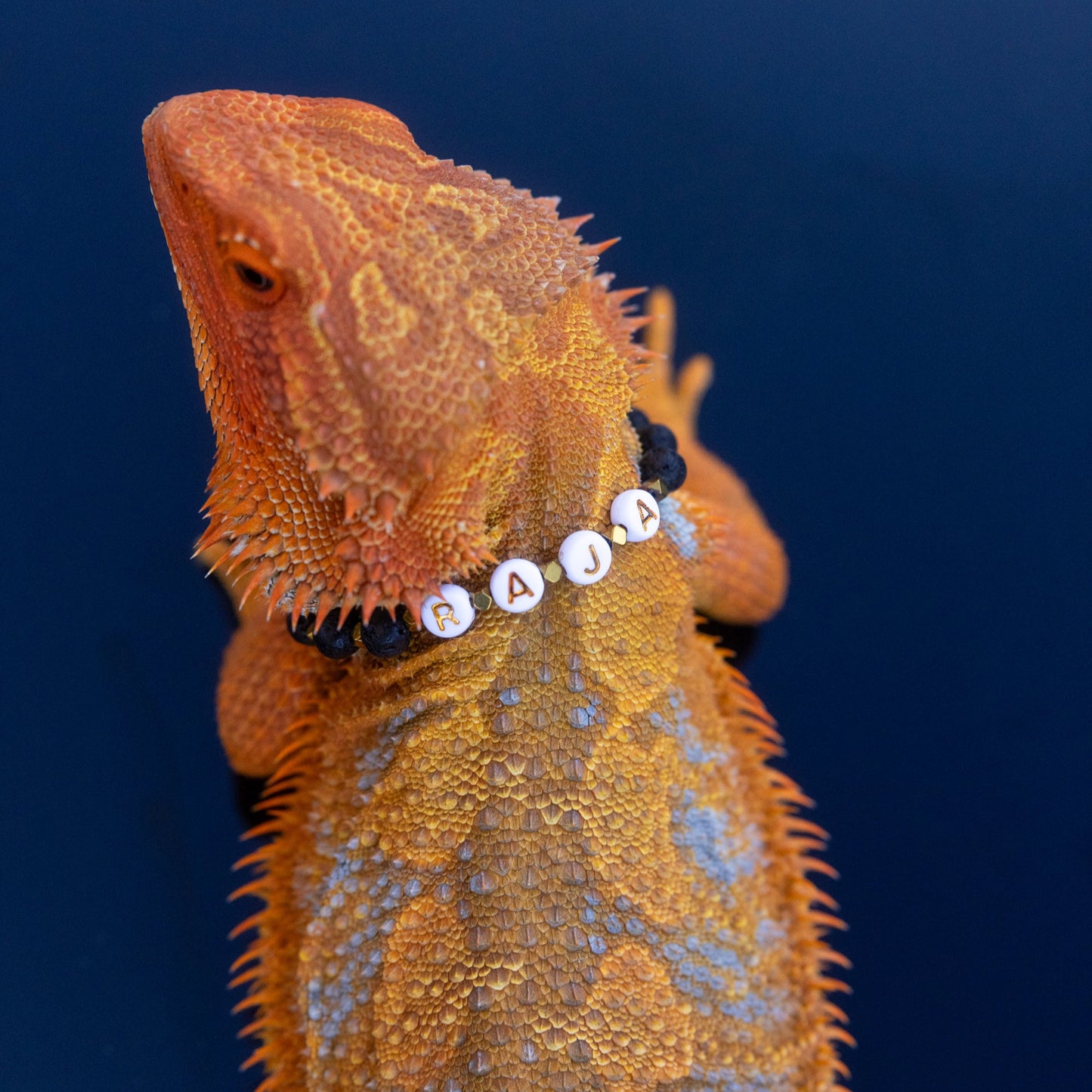 Bearded Dragon Companion Set: Name w/Lava