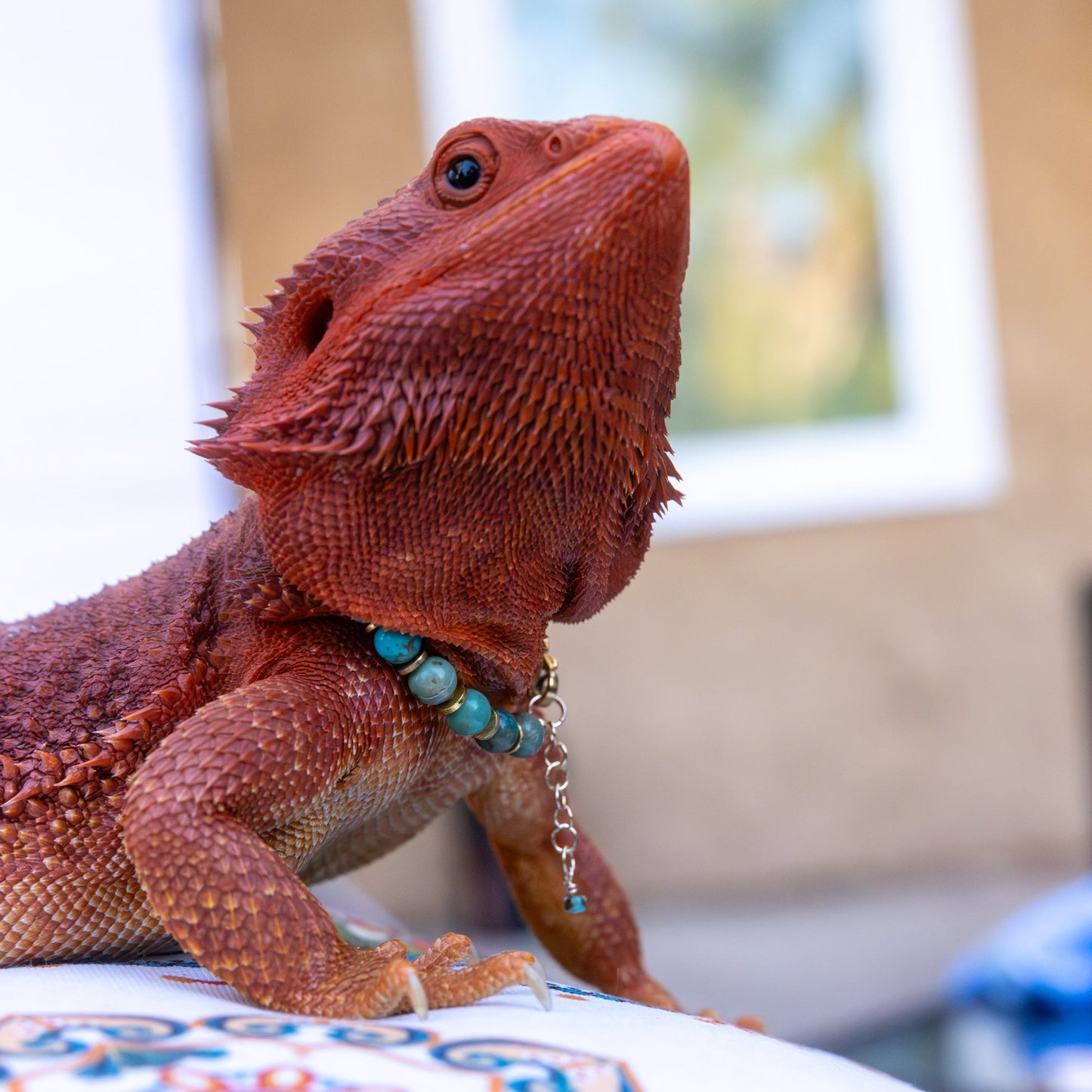 Bearded Dragon Companion Set: Turquoise