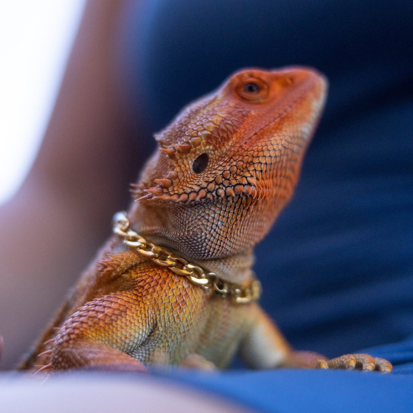 Bearded Dragon Companion Set: Cuban Chain