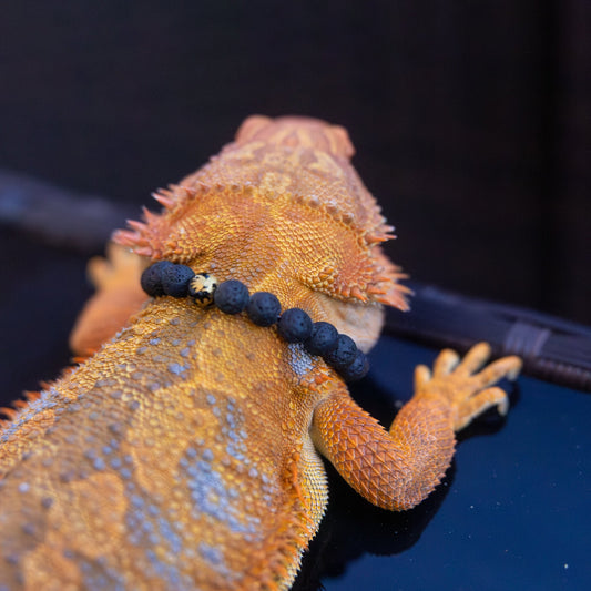 Bearded Dragon Companion Set: Lava 8mm
