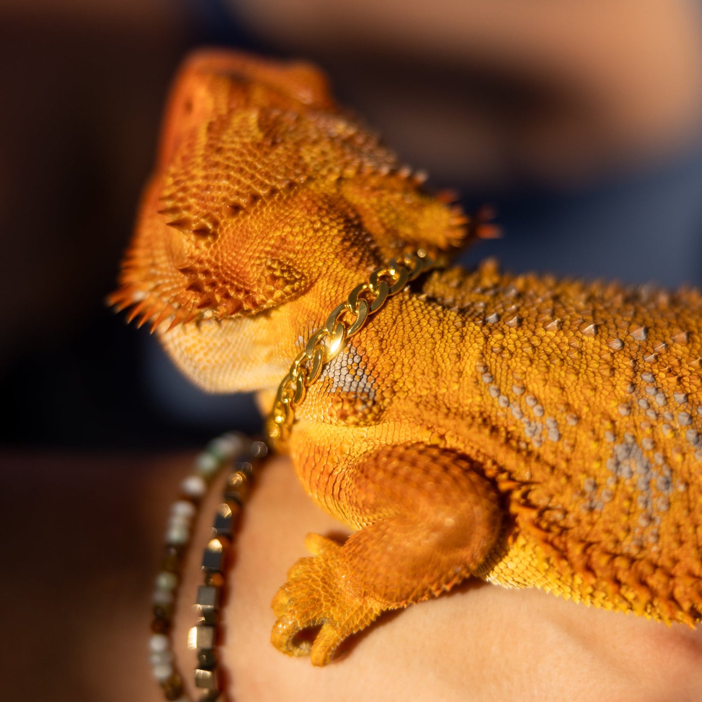 Bearded Dragon Companion Set: Cuban Chain