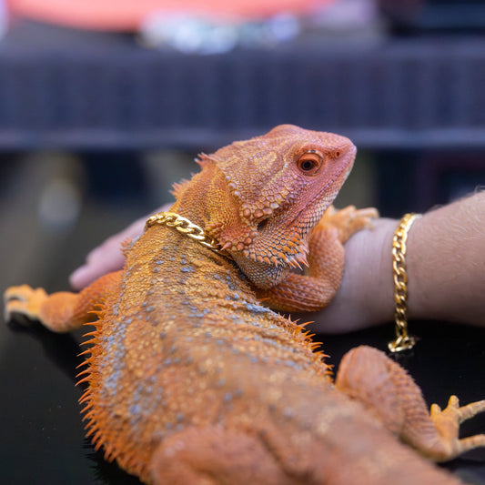 Bearded Dragon Companion Set: Cuban Chain