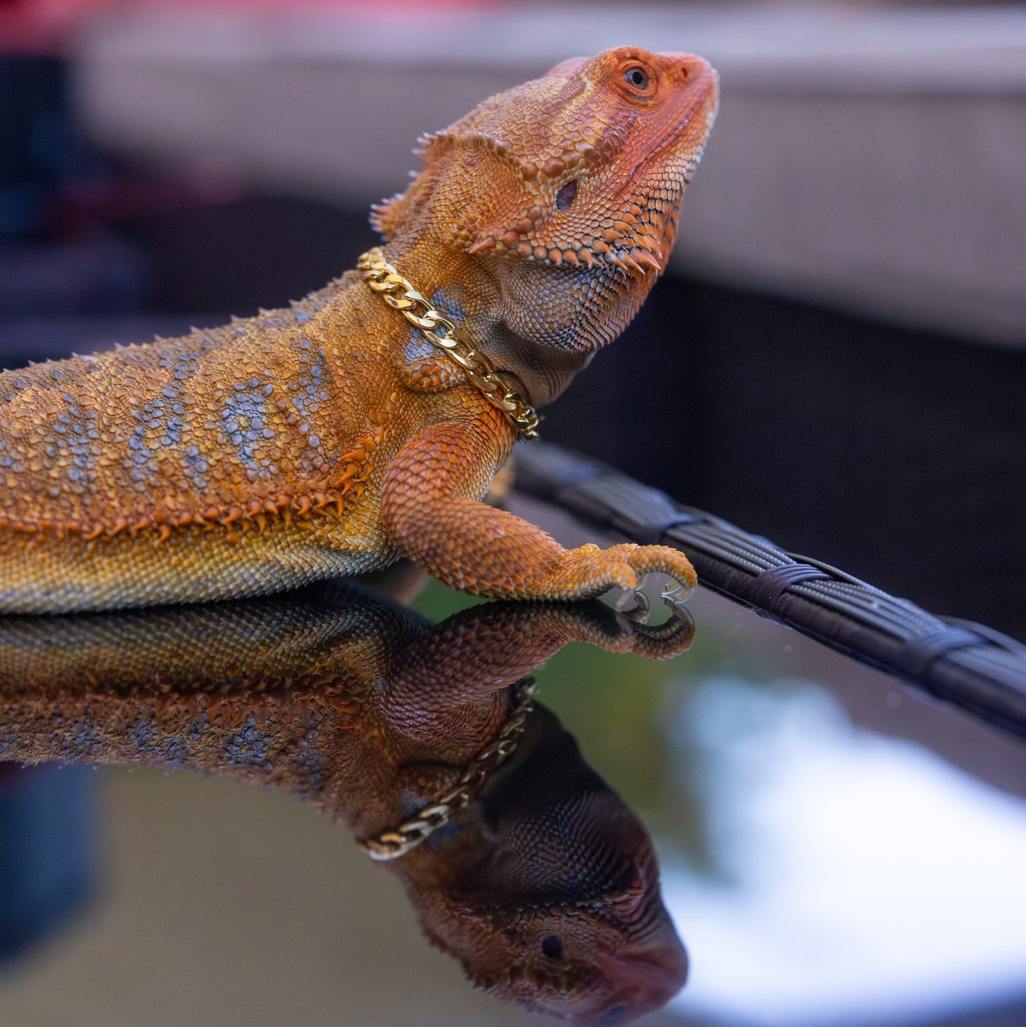 Bearded Dragon Companion Set: Cuban Chain