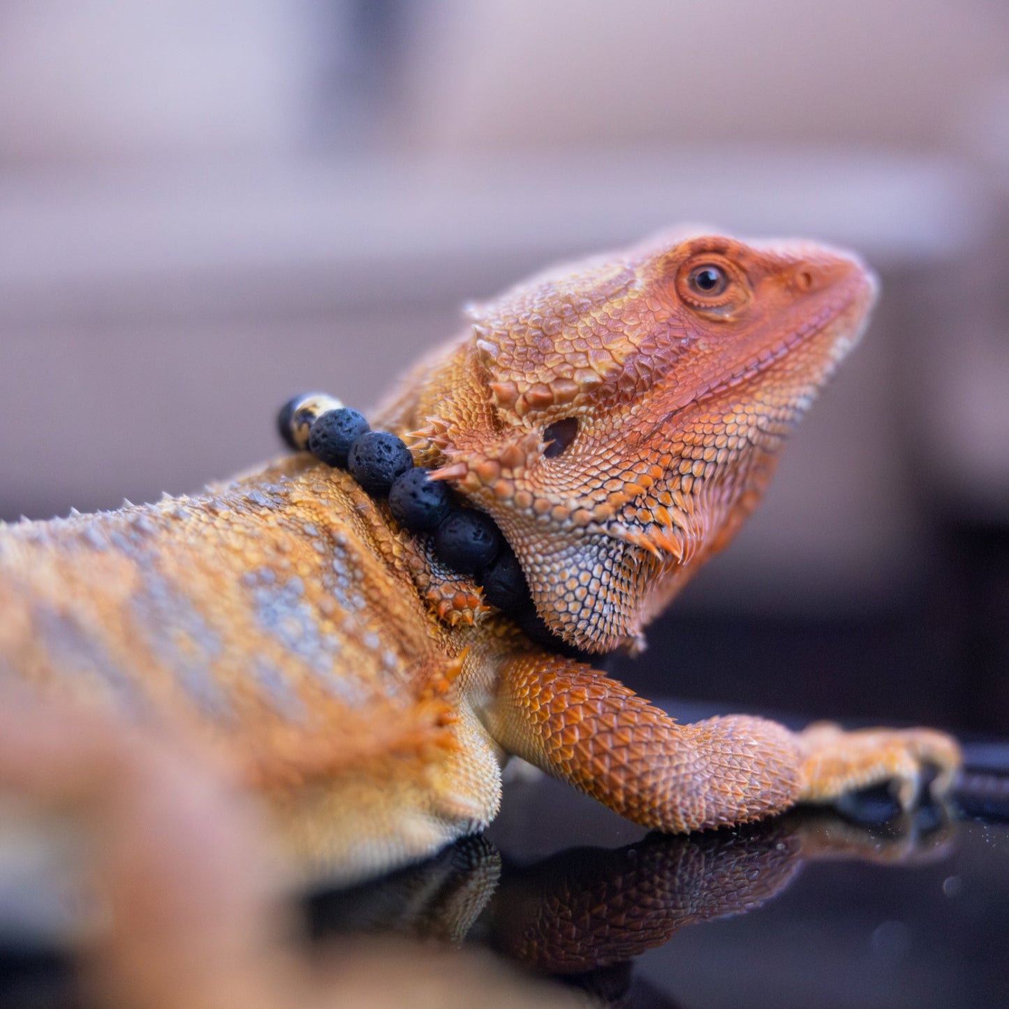 Bearded Dragon Companion Set: Lava 8mm