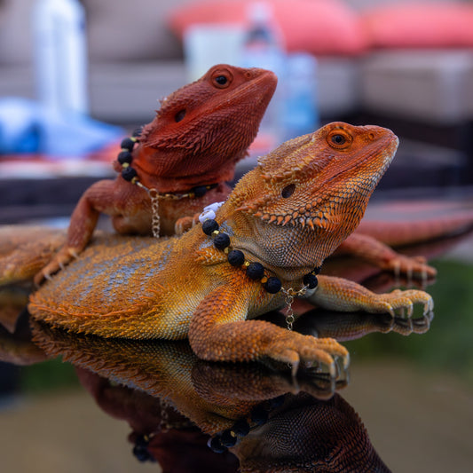 Bearded Dragon Companion Set: Name w/Lava