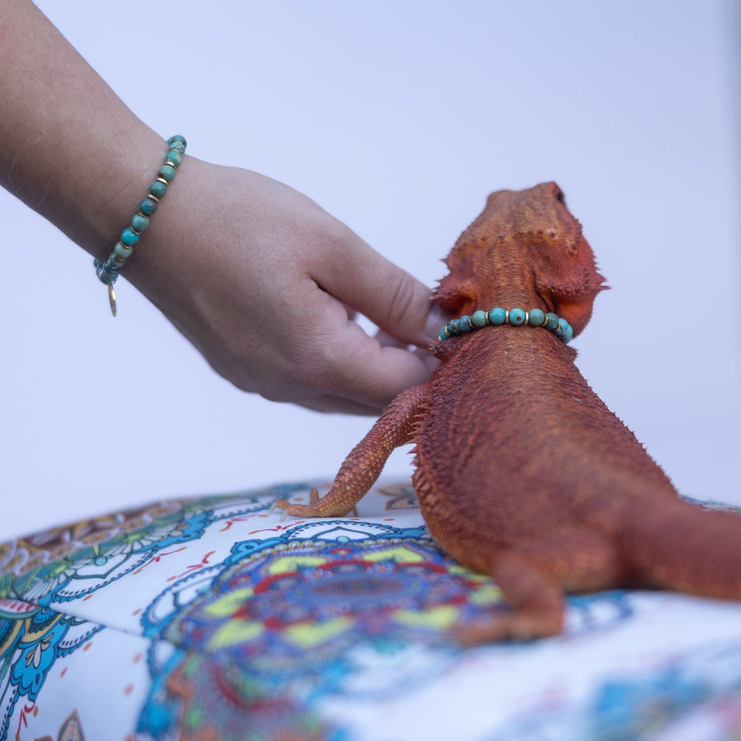 Bearded Dragon Companion Set: Turquoise