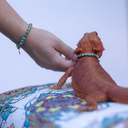 Bearded Dragon Companion Set: Turquoise